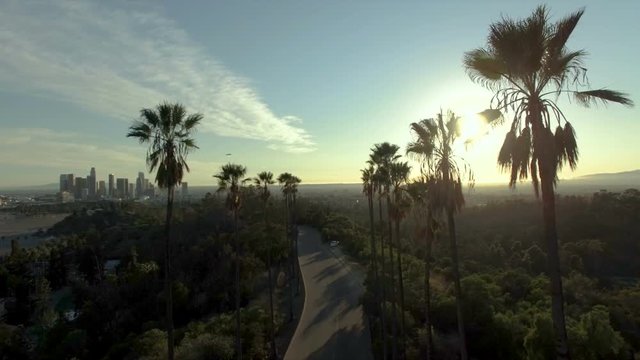 Aerial drone view above palm trees in sunlight over downtown LA