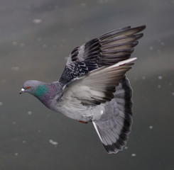 pigeon in flight