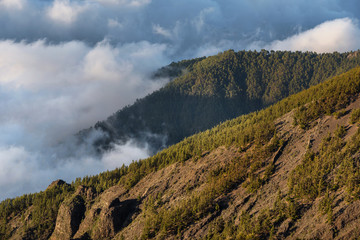 Fototapeta na wymiar Sea of clouds in the forest of teide national park, Tenerife, Canary islands, Spain.