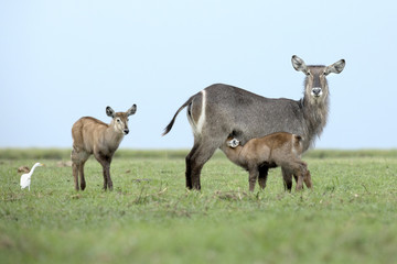 Waterbuck in the Okavango Delta