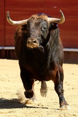 bull in spain