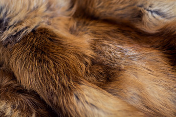 Obraz premium Classy and luxurious red fox fur