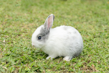 Naklejka na ściany i meble Close up little white grey rabbit sitting on fresh green grass background.