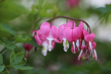 Bleeding Hearts