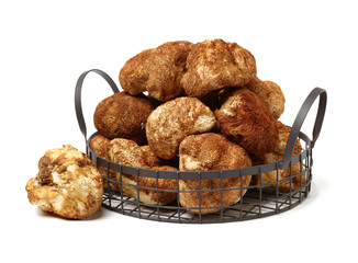 hericium erinaceus on white background