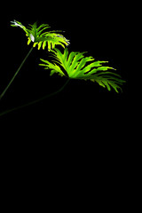 Green monstera leaves