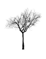 Obraz premium Tree silhouette sky at dusk