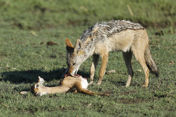 Black Back Jackal eating an impala calf