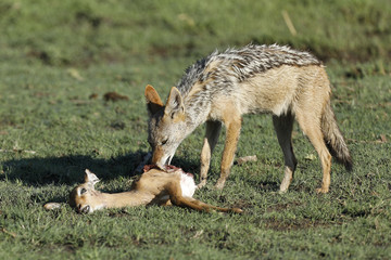 Fototapeta na wymiar Black Back Jackal eating an impala calf