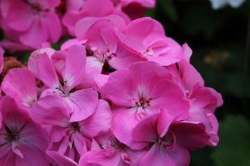 pink Blossom
