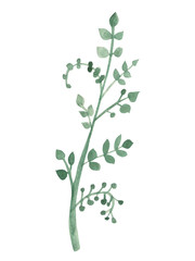 Hand drawn green leaf. Watercolor isolated object.