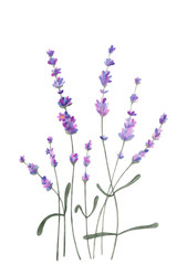 Obraz premium Gentle blossom floral lavender bouquet. Watercolor isolated object.