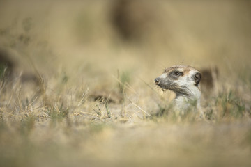 Meerkat in golden morning light