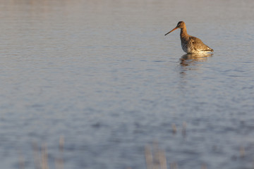 Black-Tailed Godwit (Limosa limosa), on marsh, Castile and Leon, Spain.