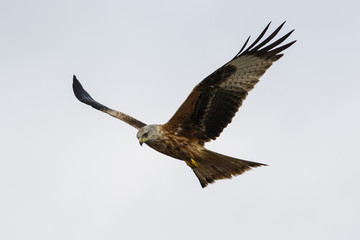 Red Kite (Milvus milvus), in flight, Castile and Leon, Spain.