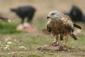 Red Kite (Milvus milvus), feeding on field floor, Castile and Leon, Spain.