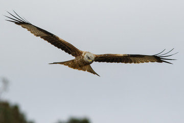 Red Kite (Milvus milvus), in flight, Castile and Leon, Spain.
