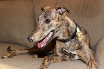 Obraz premium BRINDLE GREYHOUND DOG
