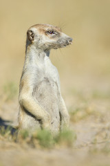 Fototapeta premium Meerkat in golden morning light