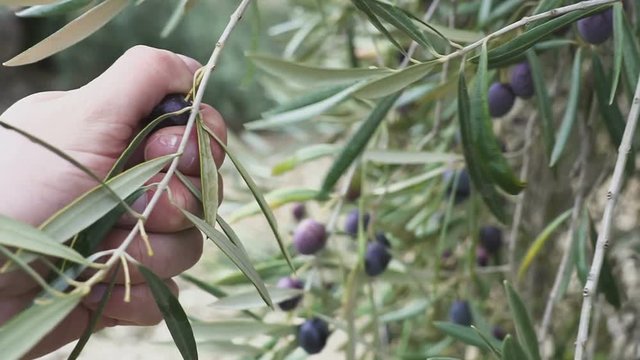 Hand of a Man is Touching some olive Fruit attached a the tree