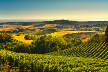Fototapeta na wymiar Casale Marittimo countryside, vineyards and landscape in Maremma. Tuscany, Italy.