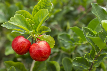 Red Fruit