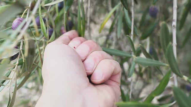 Hand of a Man is Touching some olive Fruit attached a the tree