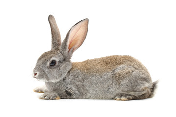 grey rabbit on a white background