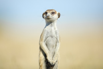 Meerkat in golden morning light