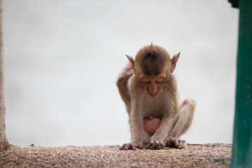 可愛いサル