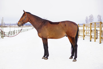 Brown horse with a clipped out coat staying and posing on a snow in winter