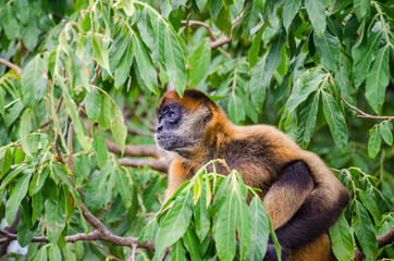 Geoffroy's spider monkey or black-handed spider monkey on a tree on an island in Nicaragua Lake