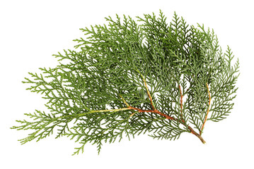 Leaves of pine tree or Oriental Arborvitae , Scientific Name:Thuja Orientalis , on white background
