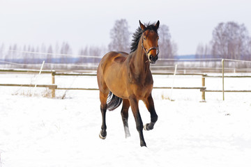 Brown horse with a clipped out coat running outdoors on a snow in winter