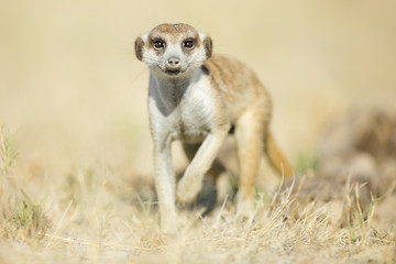 Meerkat in golden morning light