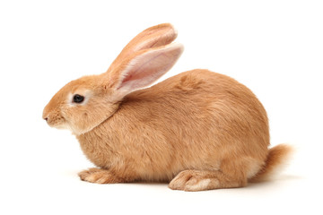 orange rabbit on white background
