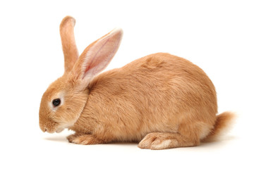 orange rabbit on white background 