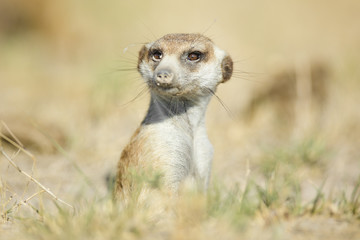 Meerkat in golden morning light