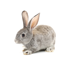 grey rabbit on a white background