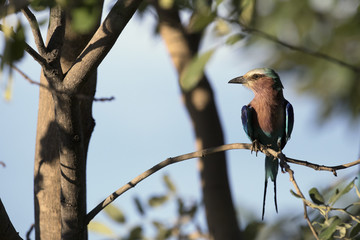 Lilac breasted roller