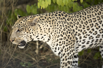 Male leopard walking