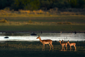 Impala female and young.