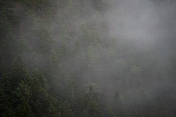 Nebel über den Bäumen in einem Wald der sächsischen Schweiz