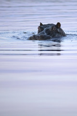 Hippo in the Okavango Delta