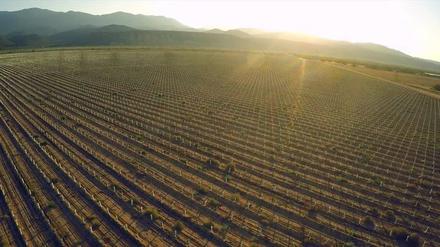A beautiful aerial over farm fields in California at sunset.