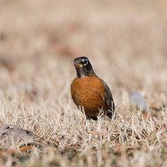 American Robin #6