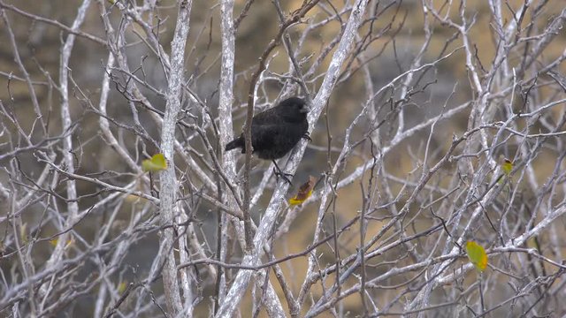 Charles Darwin finches sit in a tree in the Galapagos Islands, Ecuador.
