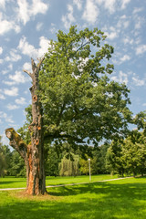 Obraz premium Old Oak tree in the park behind the Pejaevi Castle in Nasice, Croatia.