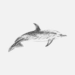 Illustration of dolphin
