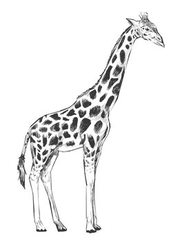 Illustration of giraffee